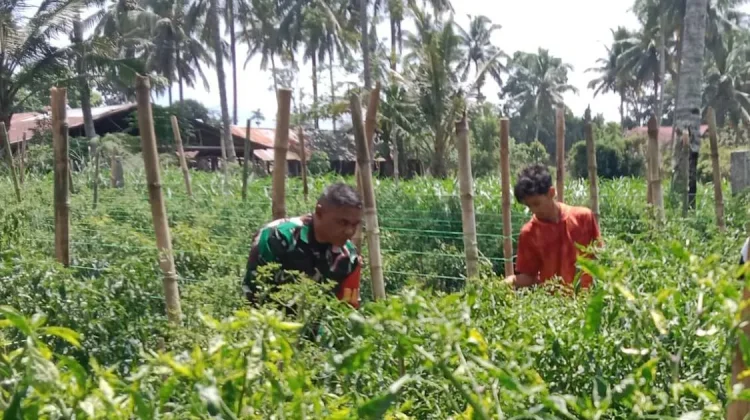 Babinsa Payakumbuh Panen Cabe Bersama Warga Binaan