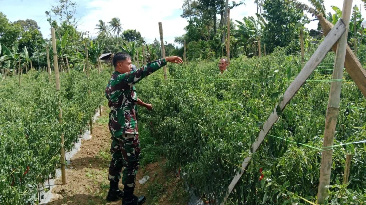 Babinsa Suliki Panen Cabe Dampingi Warga