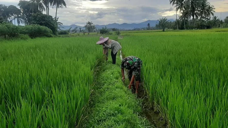 Babinsa Akabiluru Bersama Warga Bersihkan Gulma Sawah