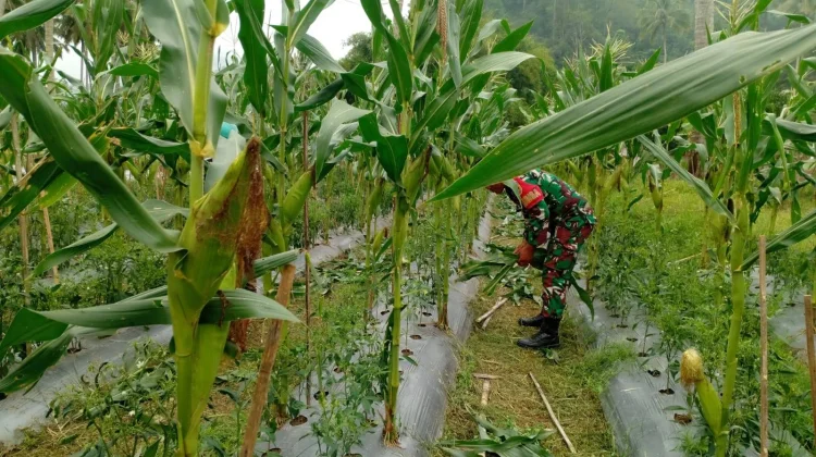 Babinsa Suliki Rawat Kebun Jagung Limbanang