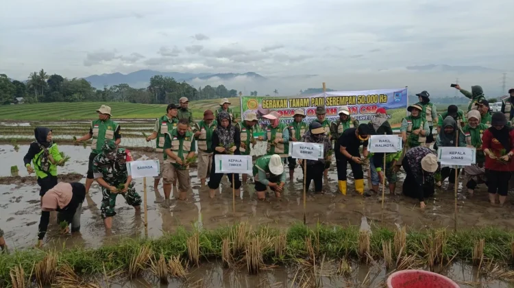 Babinsa Payakumbuh Dukung Tanam Padi 50.000 Hektare