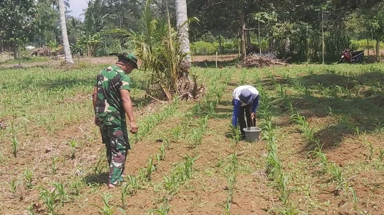 Babinsa Akabiluru Bantu Pemupukan Jagung Tiaka