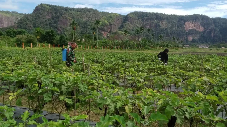Babinsa Payakumbuh Dampingi Petani Semprot Terung