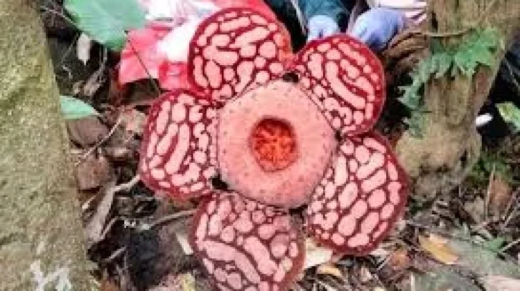 Fenomena Munculnya Rafflesia di Kepulauan Anambas