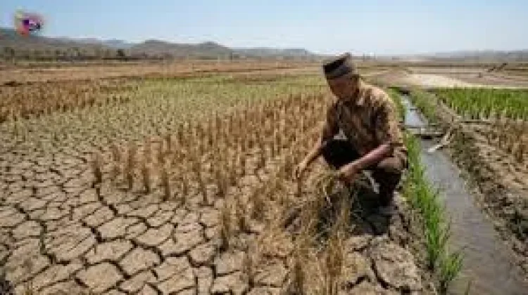 El Nino bawa bencana besar