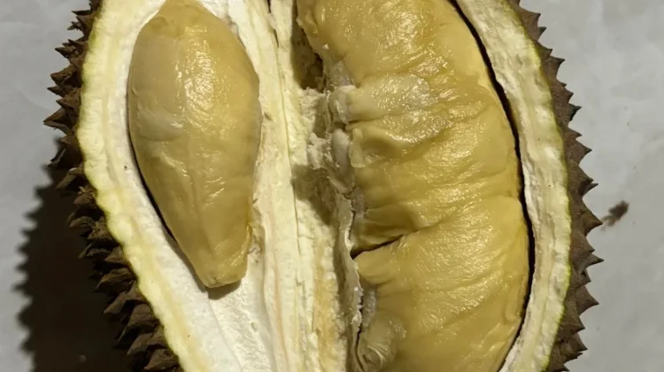 Jejak Aroma dari Bukit Barisan, "Merayakan Keberagaman Durian Sumatra"