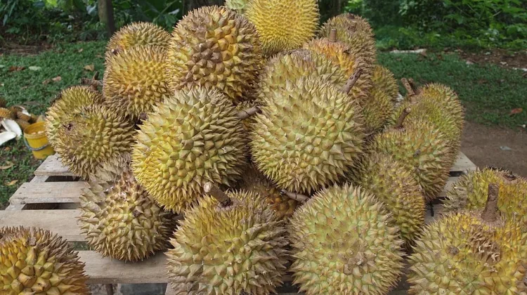 Jejak Aroma dari Bukit Barisan, "Merayakan Keberagaman Durian Sumatra"