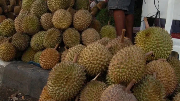 Jejak Aroma dari Bukit Barisan, "Merayakan Keberagaman Durian Sumatra"