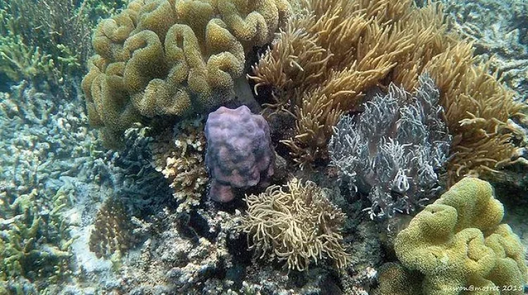 Pesona Pantai Ora, "Kepingan Surga Tersembunyi Maluku tengah"