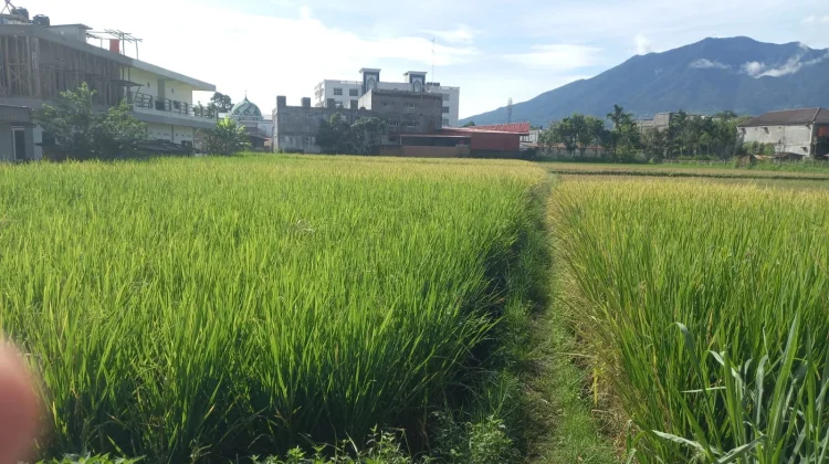 Sawah Menguning di tengah Padatnya Permukiman di Aur Kuning