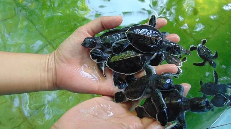Pulau Sangalaki, "Suaka Alami Pari Manta, dan Penyu"