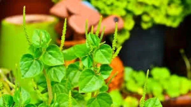 Mengenal Manfaat Gulma "Peporomia Pellucida"