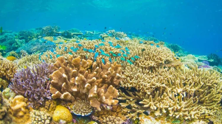 Pulau Miangas, "Surga Tropis di Beranda Utara Nusantara"