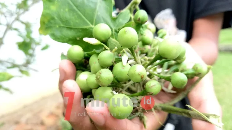 Manfaaat Buah Rimbang bagi Kesehatan