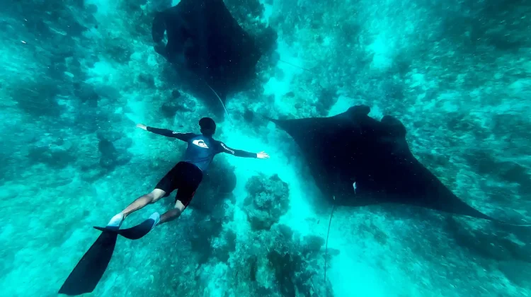 Karang Makassar, "Drift Snorkeling" Bersama Pari Manta Raksasa