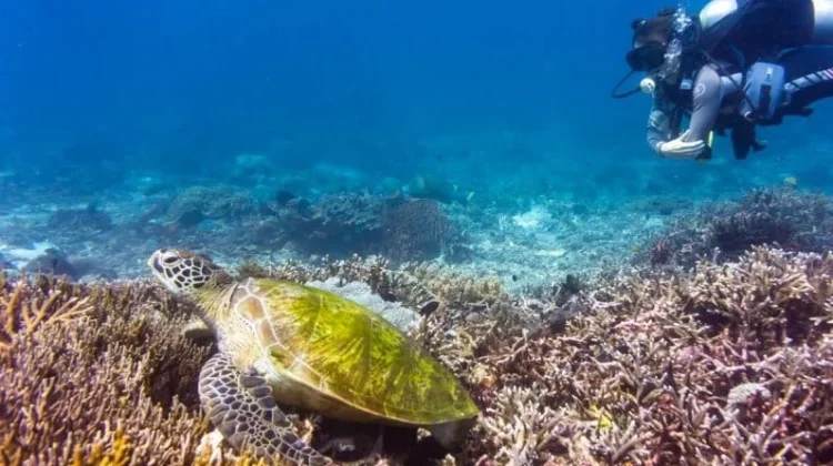 Pulau Siaba Besar, Destinasi Rumah Koloni Penyu Hijau