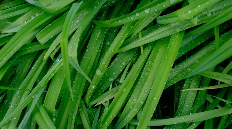 Tak Sekadar Pewangi Makanan, Daun Pandan juga Baik untuk Kesehatan