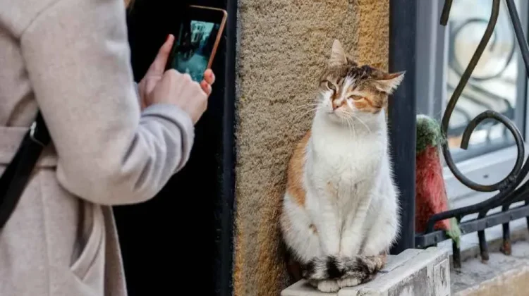 Kucing Jalanan, Ikon Kehidupan Kota Istanbul yang Mendunia