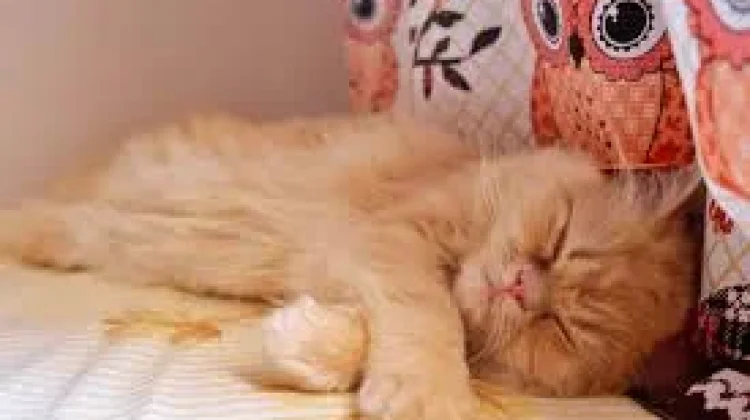 Bisakah Anda Membedakan Kucing Peliharaan dan Kucing Liar?