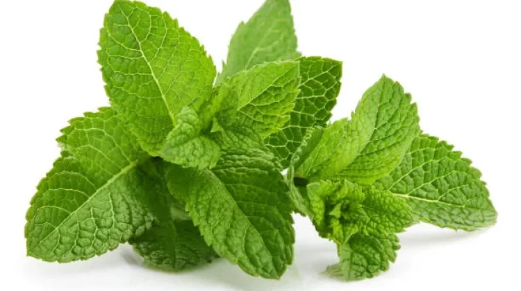 Ragam Manfaat Daun Mint untuk Kesehatan