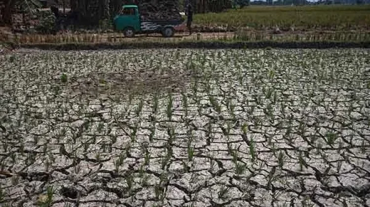 Fenomena El Niño: Dampak dan Tantangan bagi Lingkungan