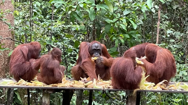 Mengintip Kehidupan Orangutan di Taman Nasional Tanjung Puting