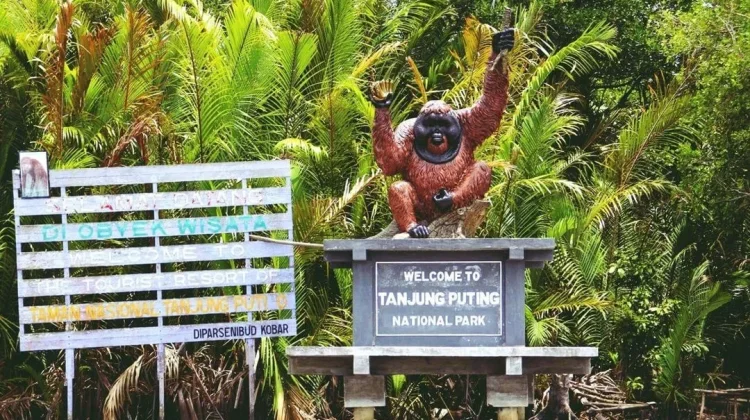 Mengintip Kehidupan Orangutan di Taman Nasional Tanjung Puting