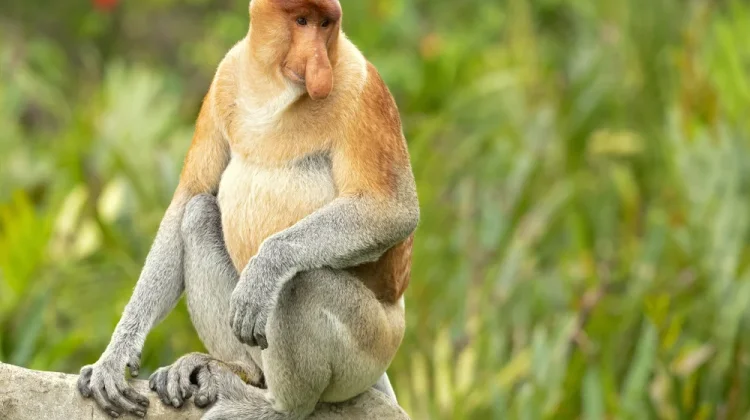 Mengintip Kehidupan Orangutan di Taman Nasional Tanjung Puting