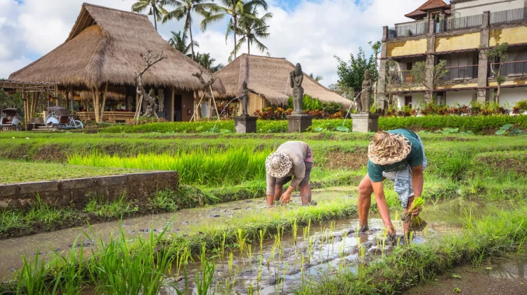 Live-in di Desa Wisata: Menemukan Makna Liburan yang Sesungguhnya