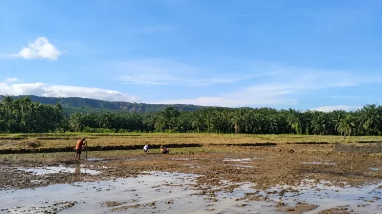 Pemkab Agam Gencarkan Program Rehabilitasi Lahan Pertanian 250 Hektar