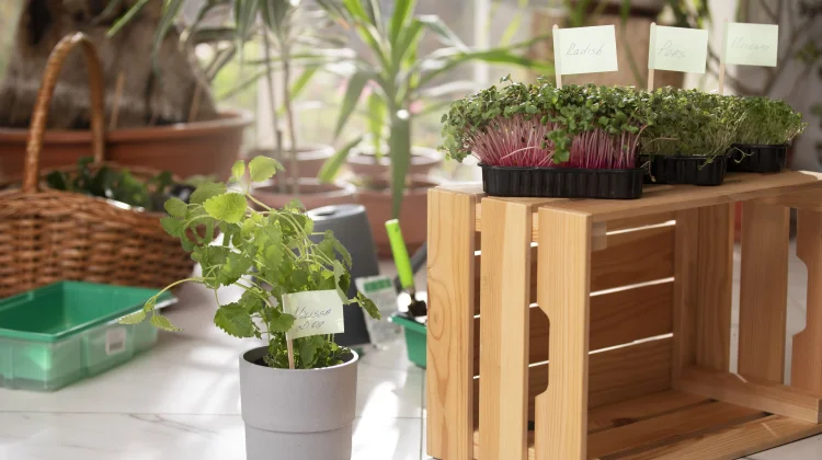 Mini Garden, Sentuhan Hijau untuk Rumah yang Lebih Sejuk