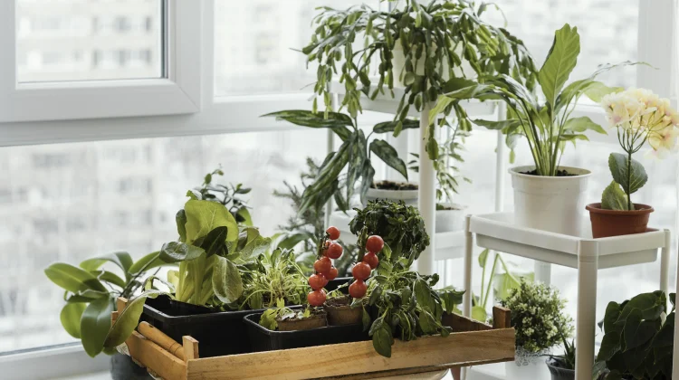 Berkebun Sayuran di Rumah dengan Konsep Mini Garden