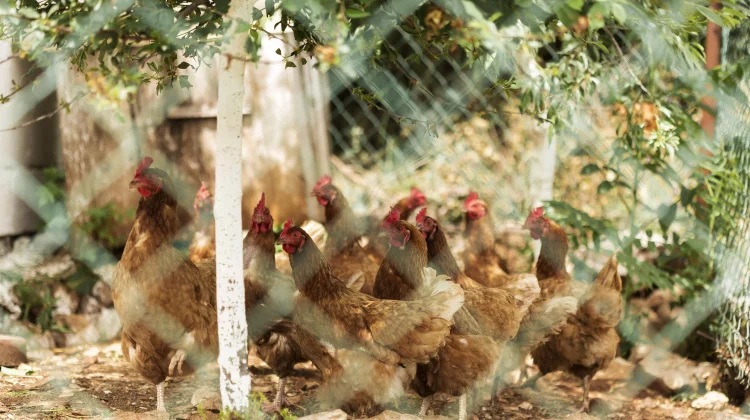 Menata Kandang Ayam dengan Mini Garden yang Ramah Lingkungan