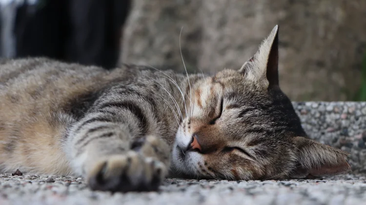 Rahasia di Balik Kebiasaan Tidur Panjang pada Kucing