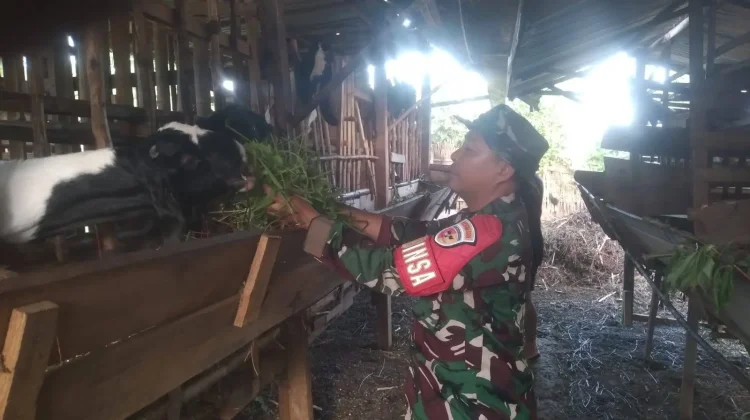 Babinsa Suliki Kembangkan Kambing Dukung Ketahanan Pangan