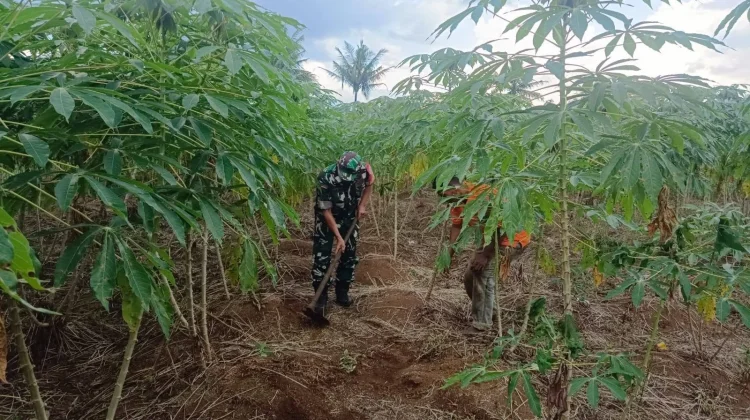 Babinsa Payakumbuh Rawat Ubi Dorong Ekonomi Warga