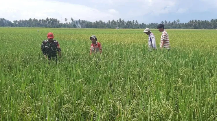 Babinsa Petani Bersatu Optimalkan Padi Ketahanan Pangan
