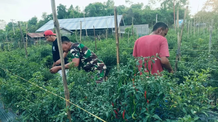 Babinsa Warga Sinergi Lindungi Cabai Serangan Ulat
