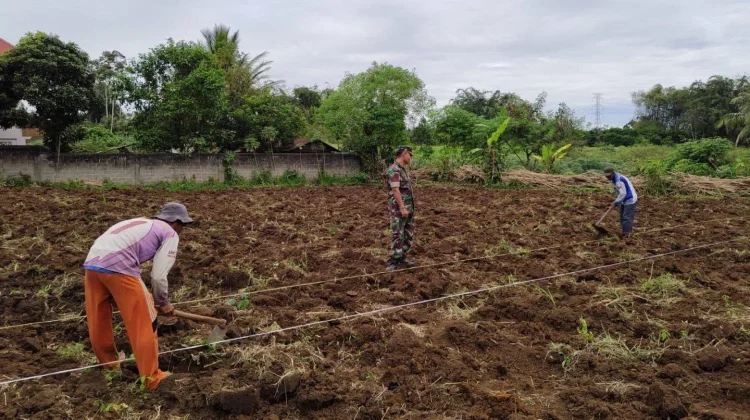 Babinsa Payakumbuh Tanam Ubi Dorong Ketahanan Pangan