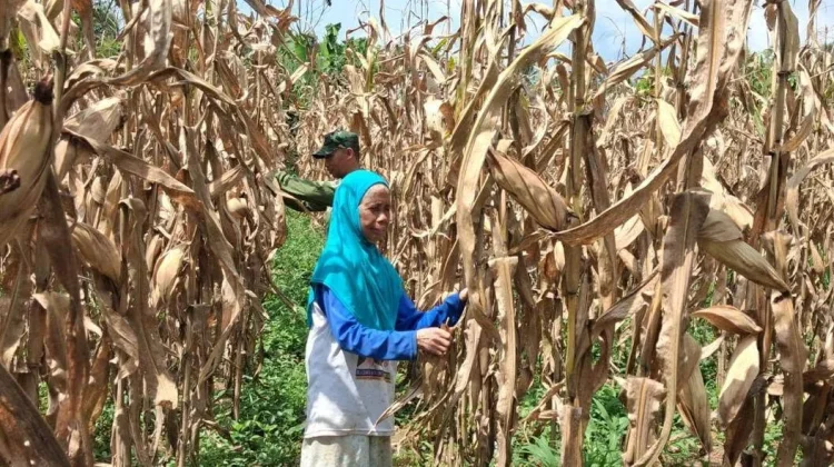 Babinsa Akabiluru Dampingi Warga Panen Jagung Ketahanan