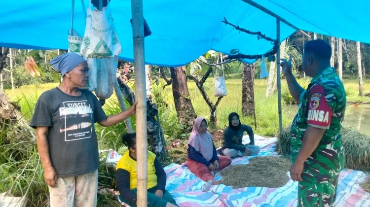 Babinsa Suliki Perkuat Silaturahmi Dorong Ketahanan Pangan
