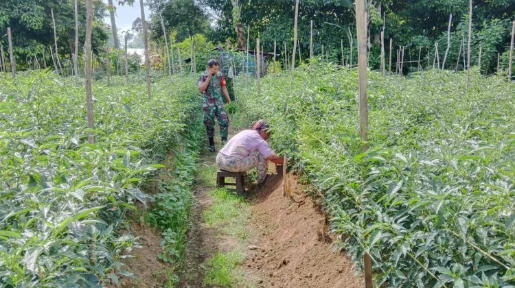 Babinsa Suliki Panen Cabai Dorong Ketahanan Pangan