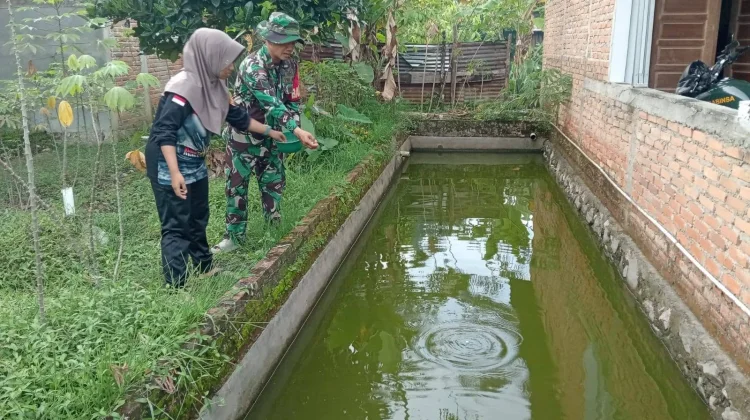 Babinsa Harau Rutin Kembangkan Budidaya Ikan Nila