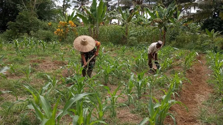 Babinsa Simalanggang Rawat Jagung Wujudkan Ketahanan Pangan