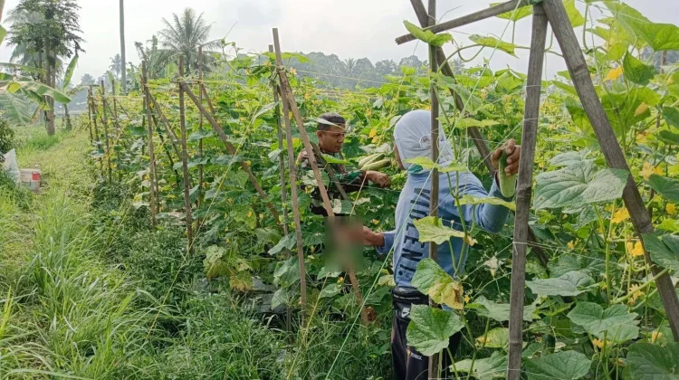 Babinsa Payakumbuh Petik Timun Wujud Kemanunggalan Warga