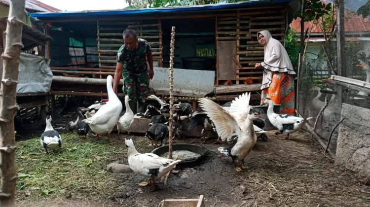 Babinsa Payakumbuh Dorong Kandang Produktif Warga Jopang