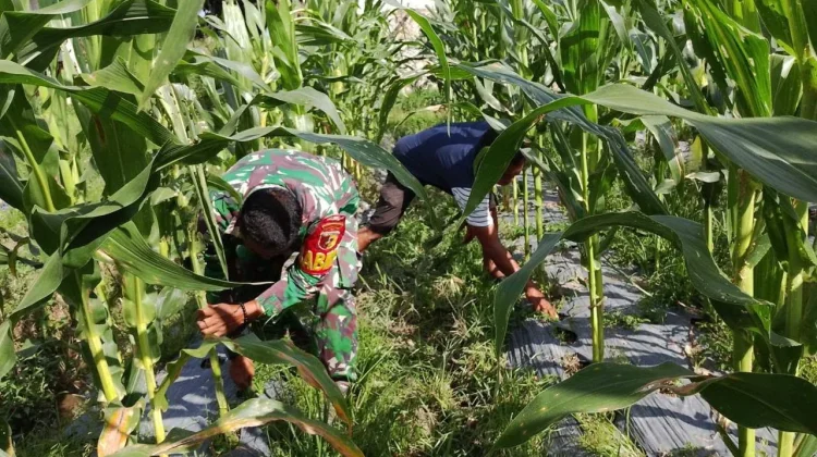 Babinsa Piobang Bergerak Bersama Warga Singkirkan Gulma