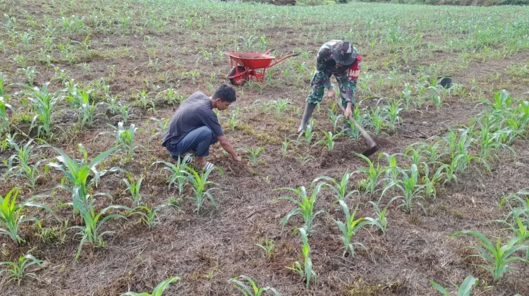 Babinsa Suliki Kompak Lawan Gulma Rawat