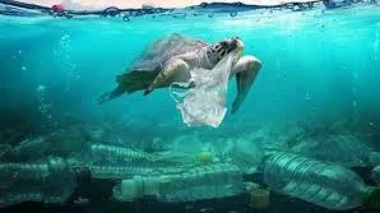 Sampah Plastik, Masalah Kecil yang Dampaknya Besar