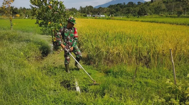 Babinsa Akabiluru Warga Kompak Bersihkan Sawah